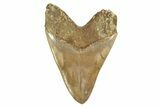 Fossil Megalodon Tooth - Killer Indonesian Meg #226235-2